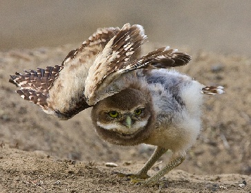 young burrowing owl spreading wings , naturepicsonline.com 