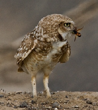 burrowing owl with an insect, naturepicsonline.com 