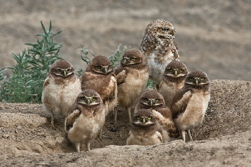 owl family by the burrow 