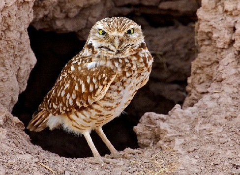 burrowing owl, www.naturespicsonline.com