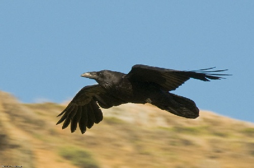 raven, Christian O. Petersen, Creative Commons license