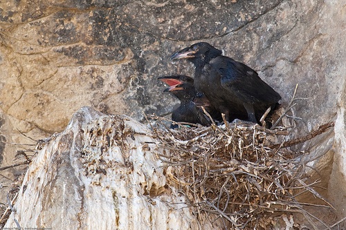 ravens in nest, Mike Baird, Flickr, Creative Commons