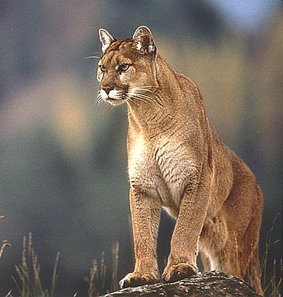COUGAR ( also known as mountain lion 