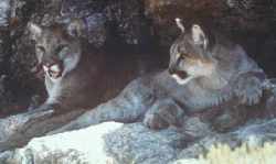 cougars USFWS