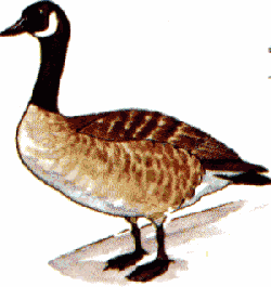 canada goose clipart