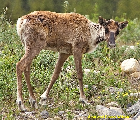 young caribou