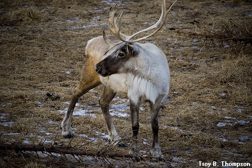 woodland caribou, courtesy of Troy B. Thompson