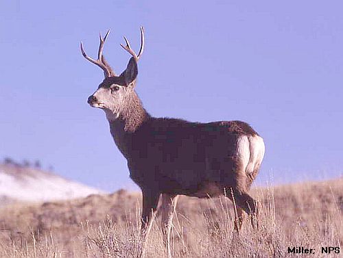 mule deer buck; Miller, NPS