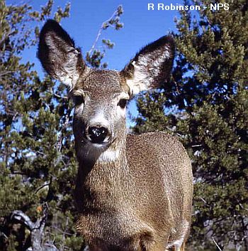 mule deer doe, R Robinson - NPS