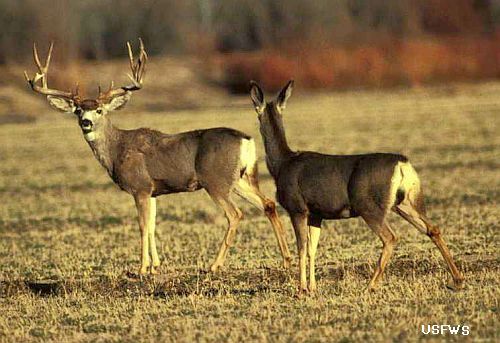 pair of mule deer, USFWS