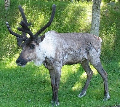 woodland caribou,  2004-2009 Northwest Trek Wildlife Park 