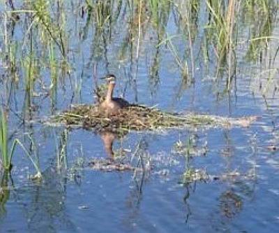 red-necked grebe on nest