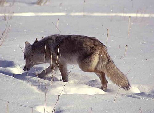coyote in the snow