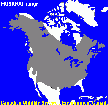 range of muskrat