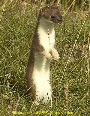 short-tailed weasel