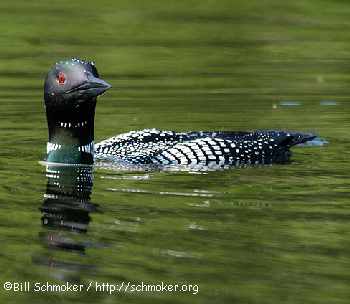 loon in water