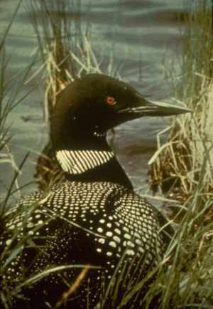 BLM photo - loon in grassy pond