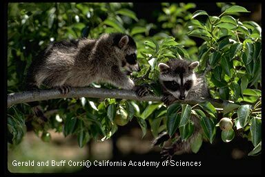 Corsi, California Academy of Sciences