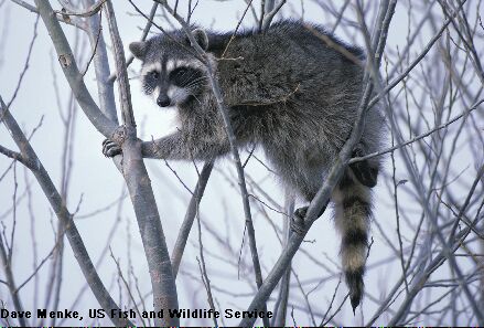 raccoon in a tree