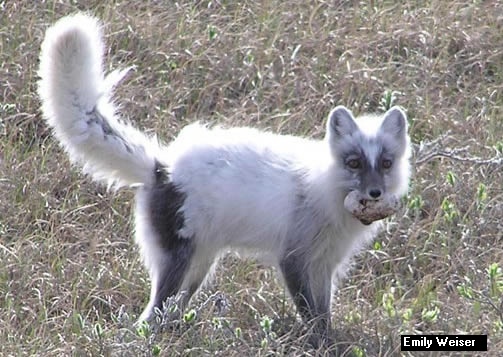 Arctic fox with an egg; photo by Emily Weiser, used with permission
