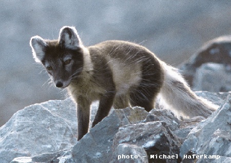 Arctic fox in summer, Michael Haferkamp