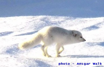 fox walking, Ansgar Walk