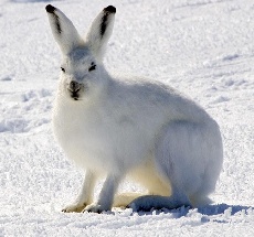 arctic hare, photo by Steve Sayles, license: Creative Commons