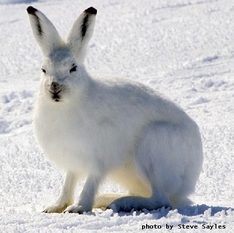 hare in snow, photo by Steve Sayles, license : Creative Commons 2.0