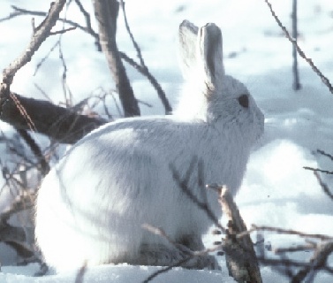 arctic hare, photo U.S. Fish and Wildlife Service; license : public domain