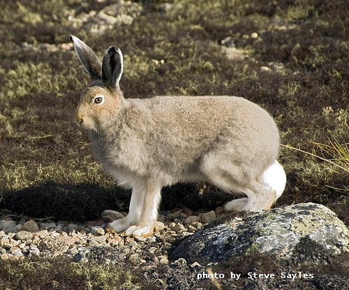 arctic tundra hare