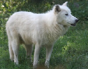 arctic wolf, license: Creative Commons