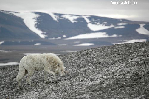 arctic wolf, Andrew Johnson, Flickr