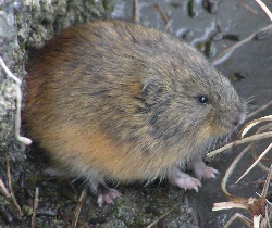 brown lemming, photo by Emily Weiser, used with permission 