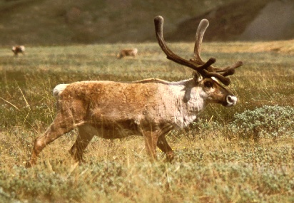 caribou, courtesy of the US Fish and Wildlife Service
