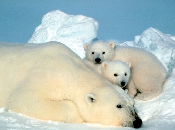 polar bear and cubs, photo courtesy of US Fish and Wildlife Service