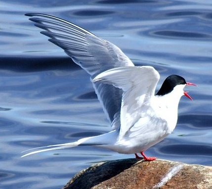 arctic tern, wikipedia, public domain