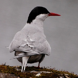 arctic tern back, polandese, Flickr