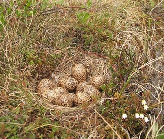willow ptarmigan eggs, Kevin Pietrzak, flickr