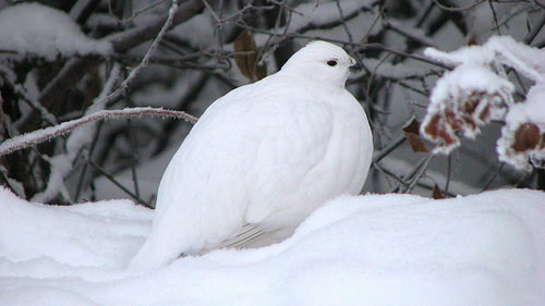 ptarmigan in the snow, flickr