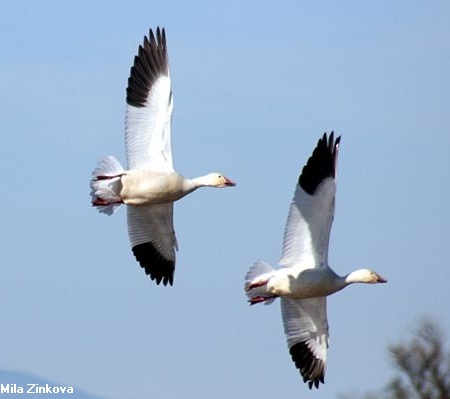 snow geese flying, Mila Zinkova, license : Creative Commons 3.0