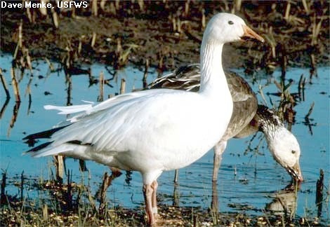 two snow geese; Dave Menke, USFWS, license - public domain