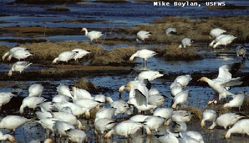 flock of snow geese at water, Kenai National Wildlife Refuge, Alaska; Mike Boylan, USFWS