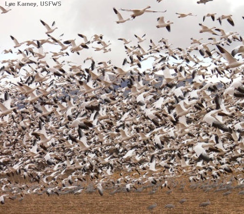 flock of snow geese, New Mexico