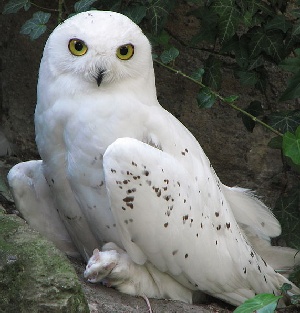 snowy owl, photo by Adamantios,license : Creative Commons 3.0 