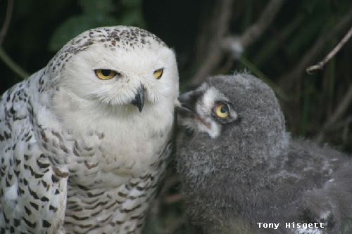 female and owlet, image Tony Hisgett