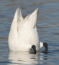 swan tipping in the water