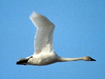 tundra swan in flight, Donna A. Dewhurst, USFWS