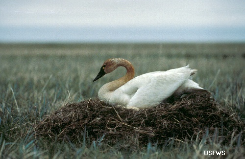 tundra swan on nest, USFWS