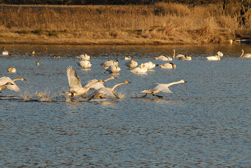 tundra swans taking flight from the water
