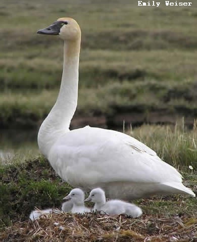 tundra swan with cygnets